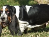 Basilio Basset Hound