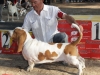 XCODE BASSETHOUND TERRA D'ORFILI