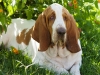 XCODE BASSETHOUND TERRA D'ORFILI